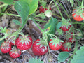 Seascape Everbearing Strawberry Plants Bare Root – Large Sweet Berries – High-Yield Garden Fruit – Fragaria × ananassa