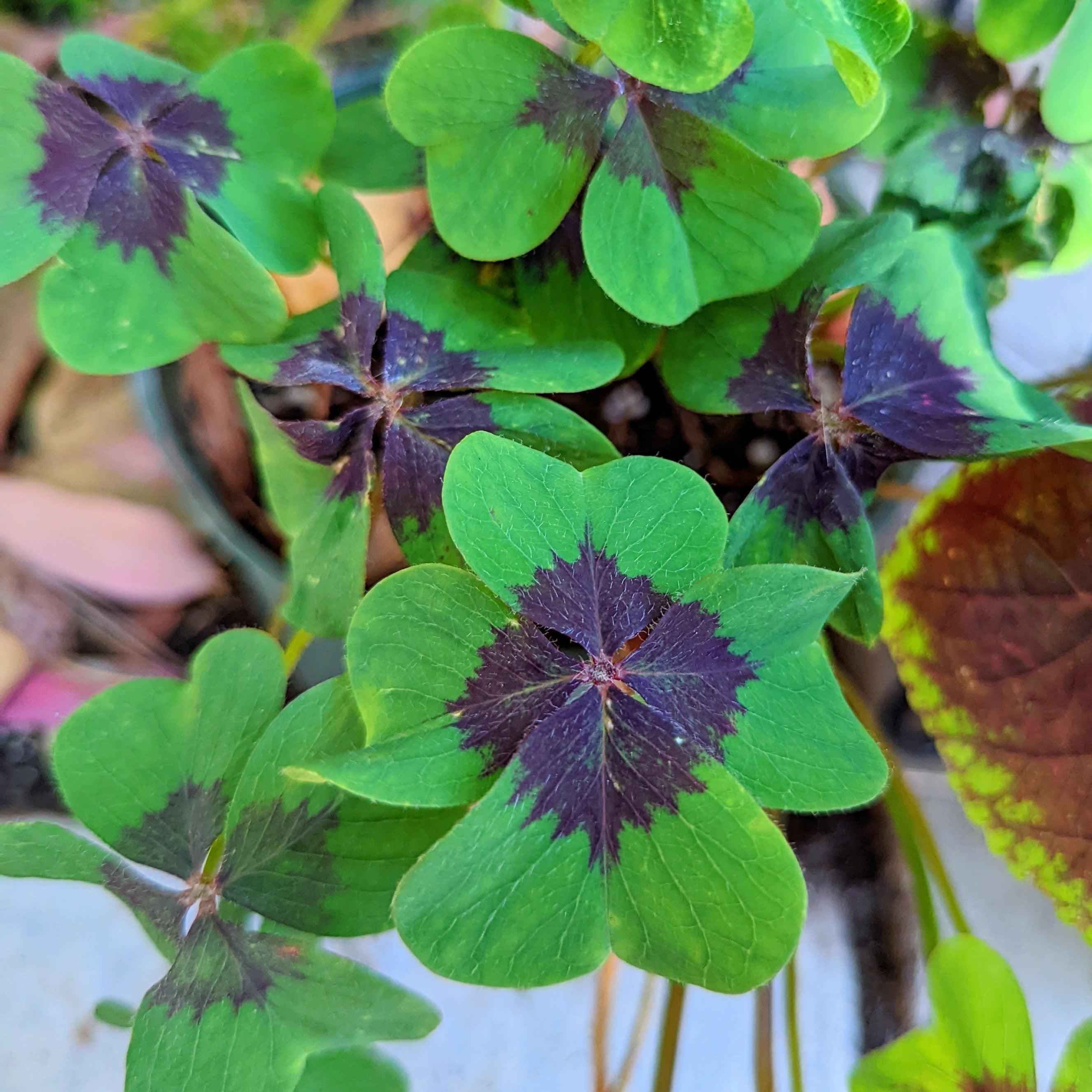 Oxalis 'Shamrock Plant' Bulbs