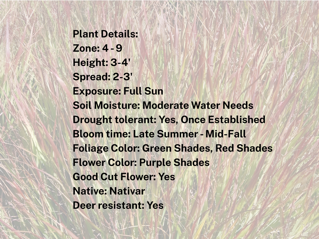Panicum 'Shenandoah'