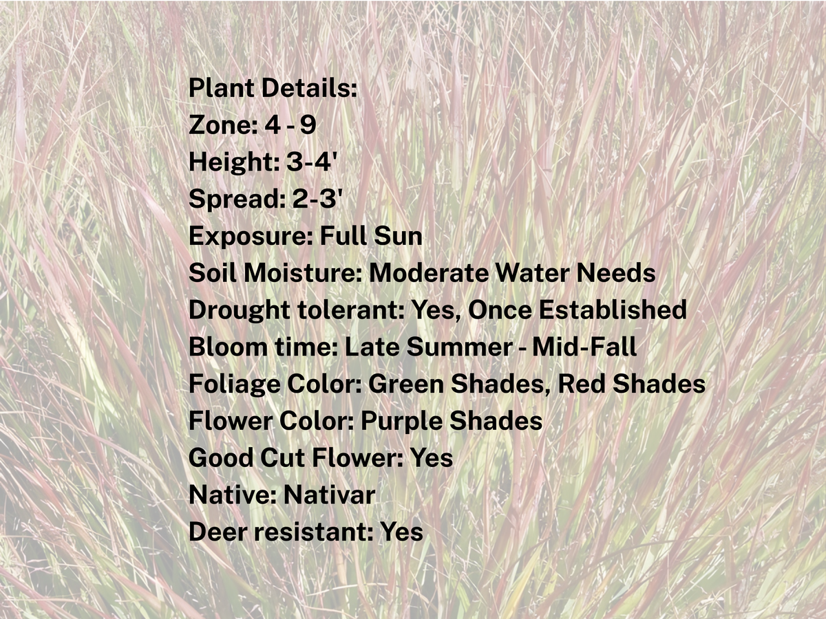 Panicum 'Shenandoah'