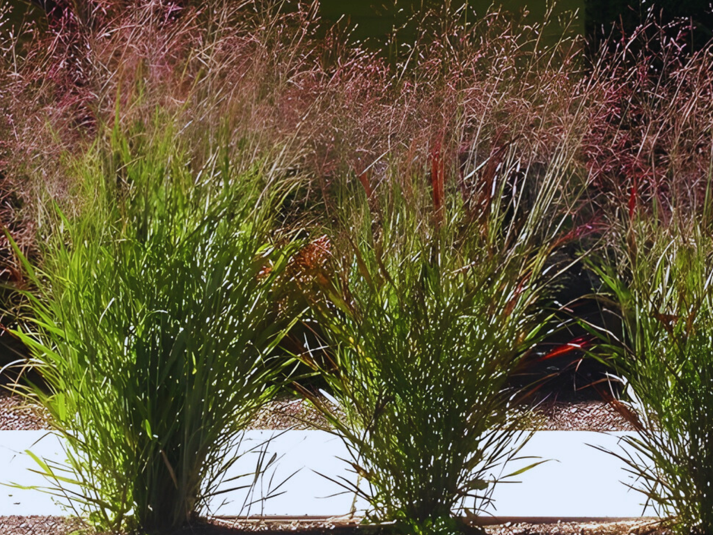 Panicum 'Shenandoah'