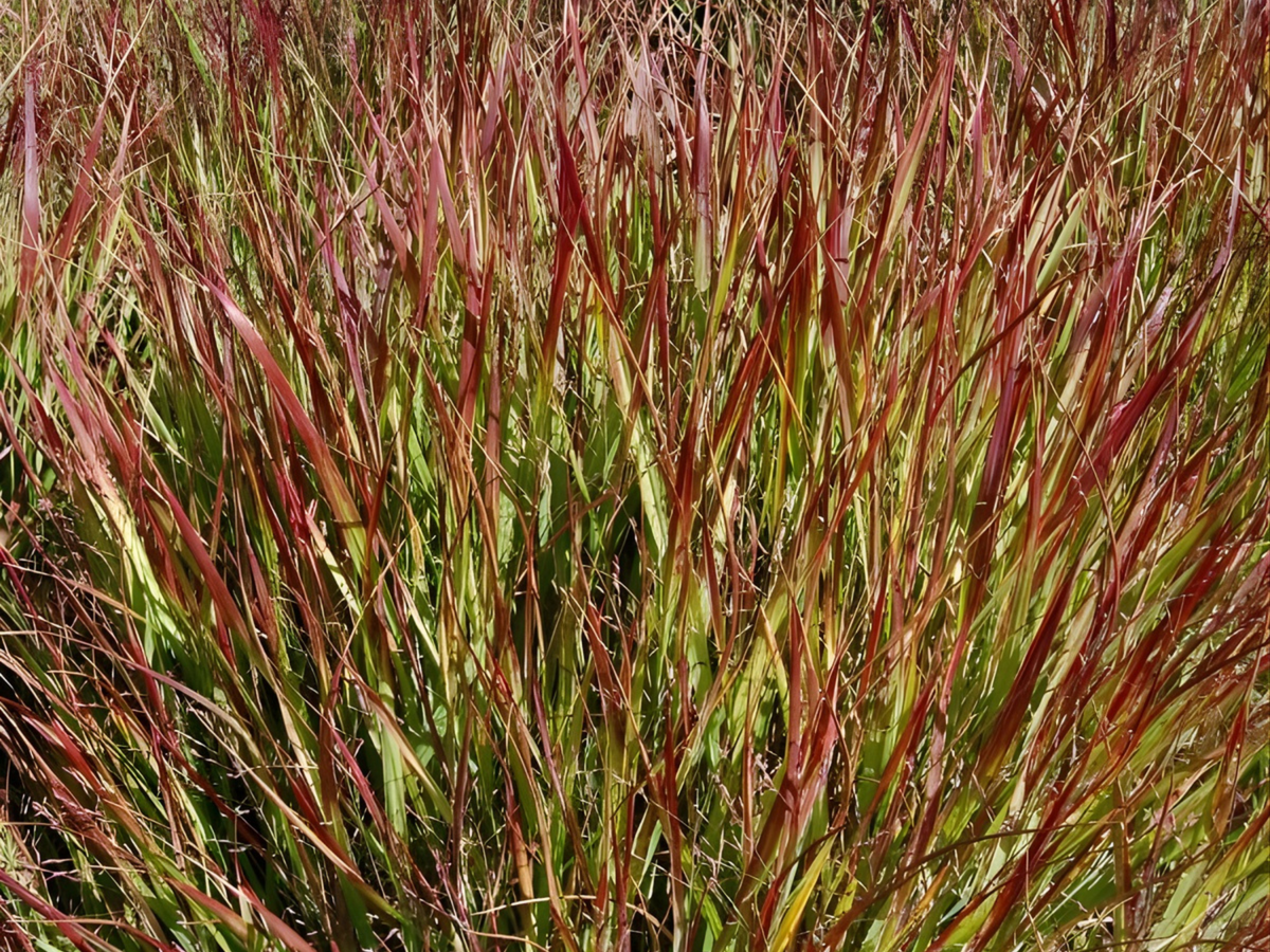 Panicum 'Shenandoah'
