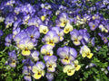 50 Light JOHNNY JUMP UP Viola Tricolor Violet Flower Seeds