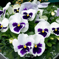 Swiss Giant Silverbride Pansy Seeds – Heirloom Viola wittrockiana, Large White Flowers, Cool-Season Garden, Container & Border Plant