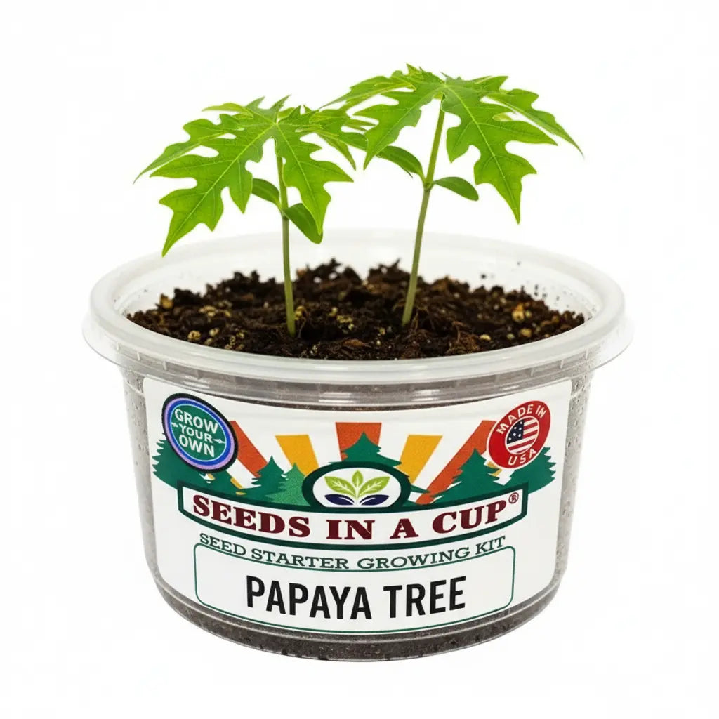 Papaya Grow Kit | Grow Your Own Papaya from Seed | Seeds In A Cup®