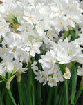 Ziva Paperwhites - 10 bulbs