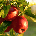 Paradise Apple Tree Seeds – Heirloom Malus pumila, Pink & White Blossoms, Open Pollinated, Non-GMO, 25 Seeds