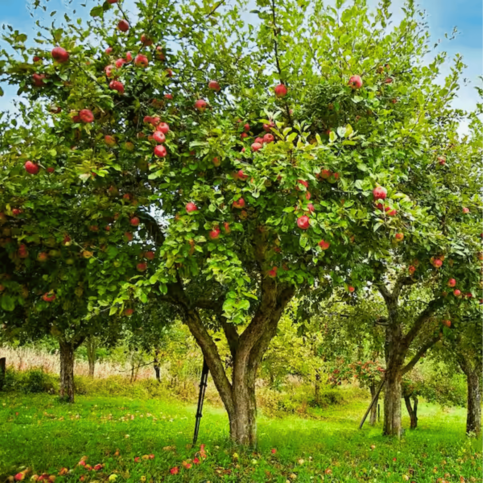 Paradise Apple Tree – 25 Seeds
