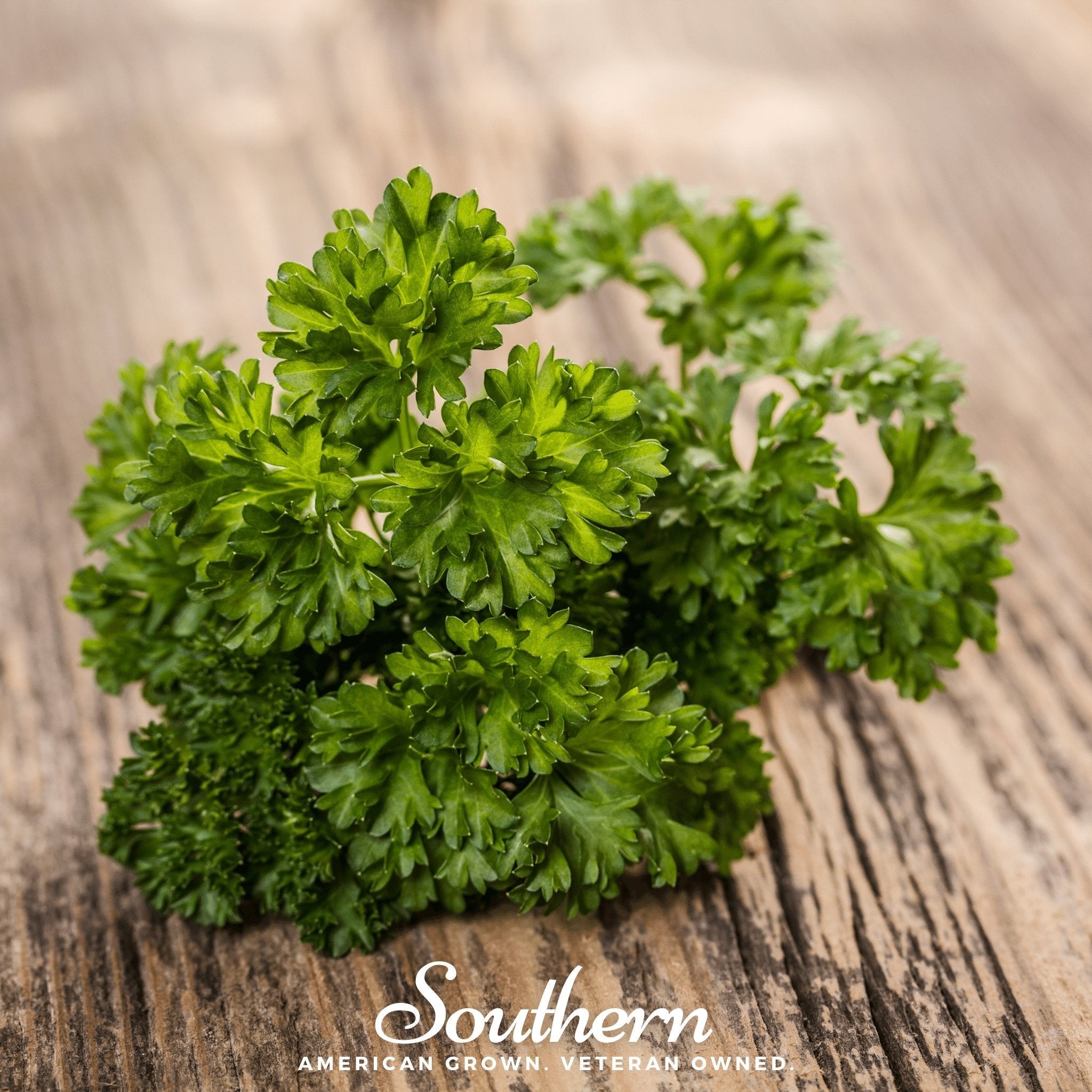 Evergreen Parsley – 200 Seeds