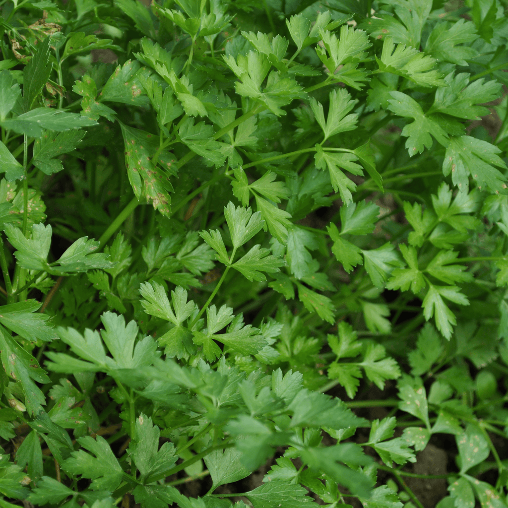 Forest Green Parsley Seeds