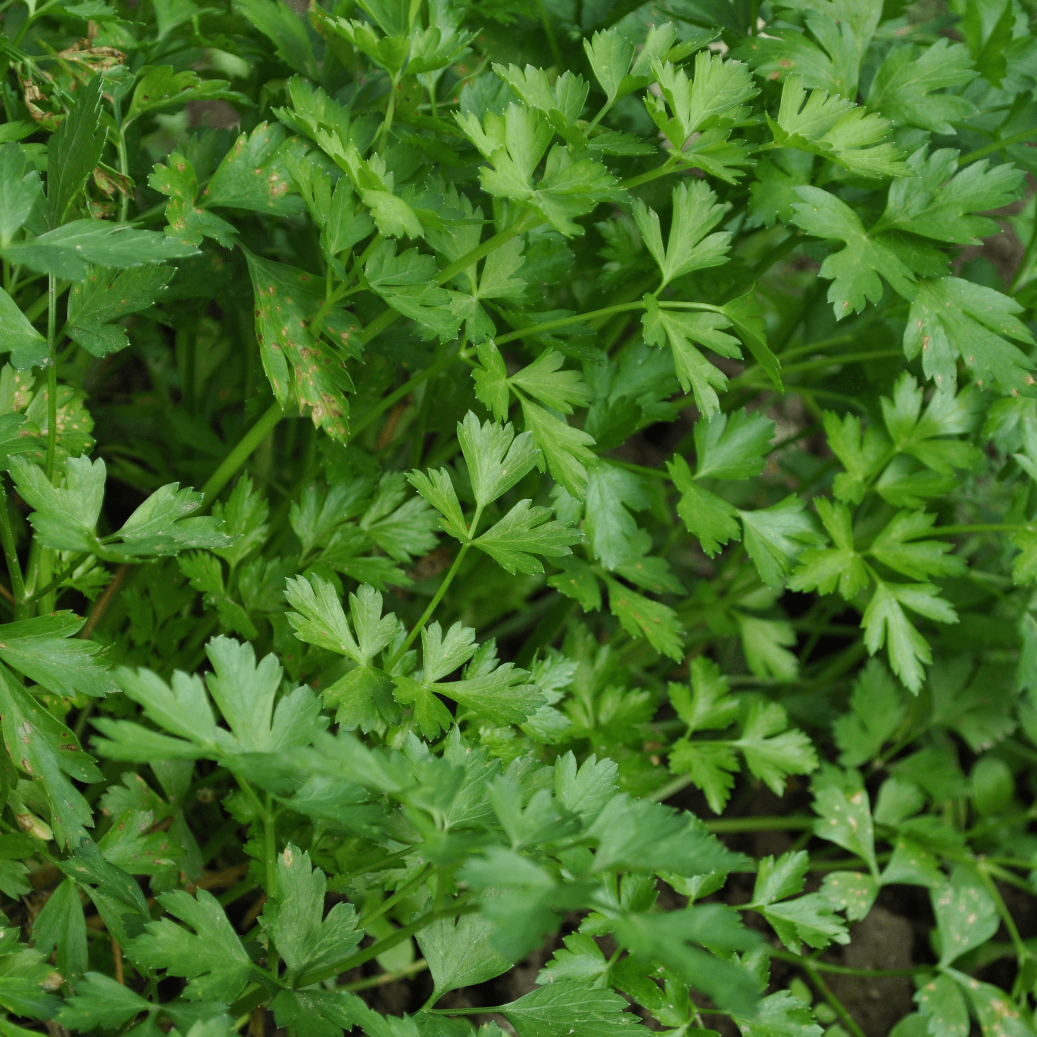 Forest Green Parsley Seeds