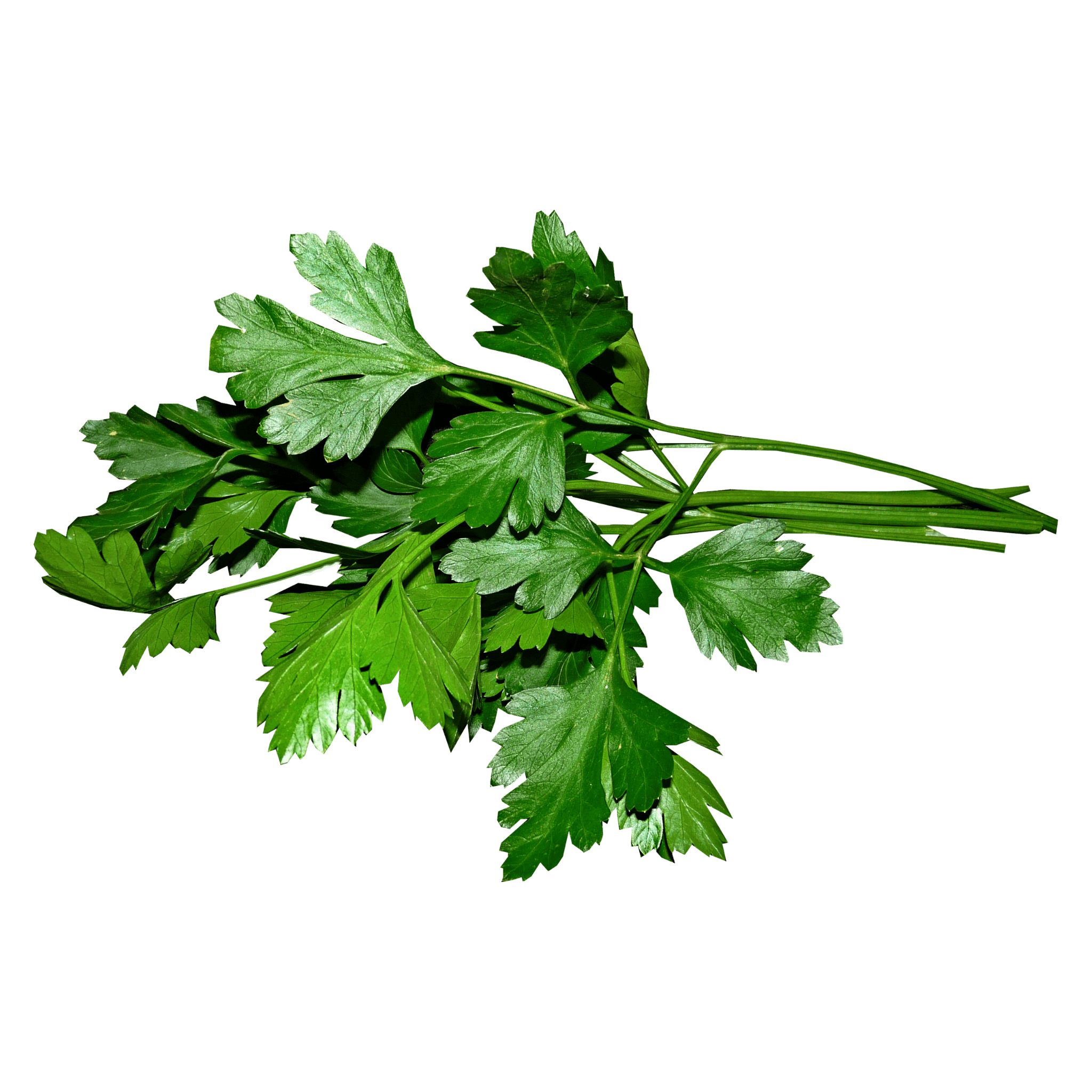 Forest Green Parsley Seeds