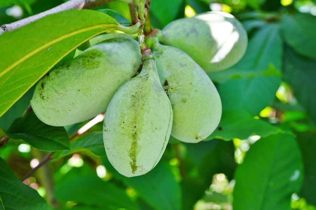 Paw Paw Tree - 6 Seeds - Edible Fruit,  Easy to Grow, Exotic