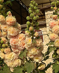 Hollyhock Peaches n' Dream seeds