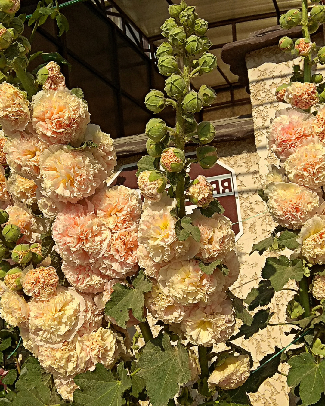 Hollyhock Peaches n' Dream seeds