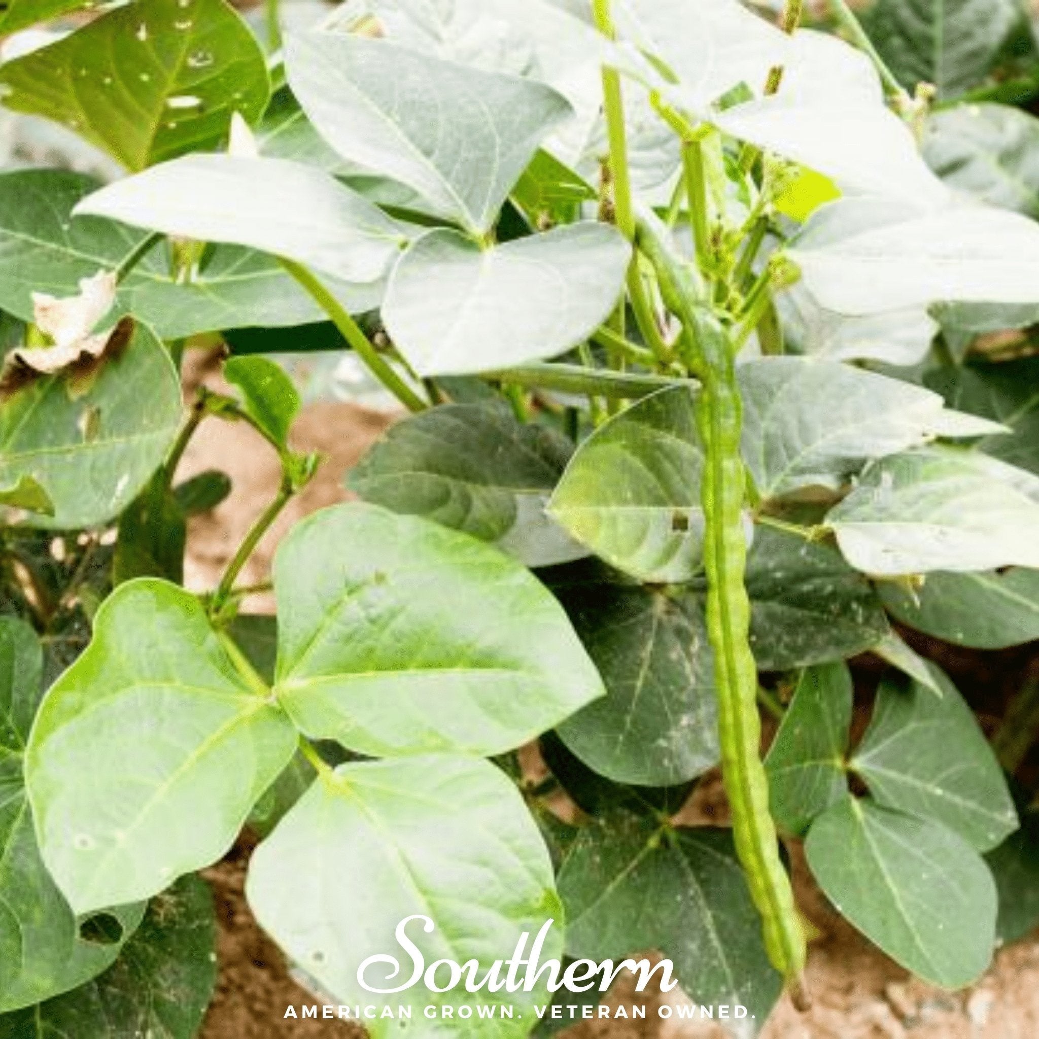 California Blackeye Peas – 50 Seeds
