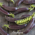 Royal Snap II Pea Seeds – Heirloom Purple Pods, Edible, Sweet, Stringless, Cool-Season, 20 Seeds, Pisum sativum