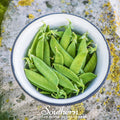 Sugar Daddy Snap Pea Seeds – Heirloom, Stringless, Sweet, Edible Pods, 20 Seeds, Cool-Weather, High-Yield, Open Pollinated, Non-GMO