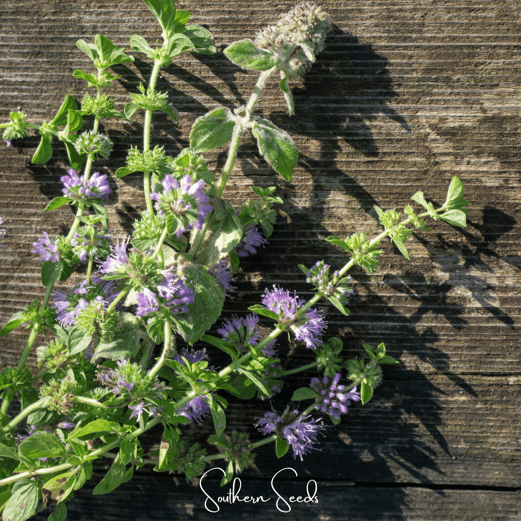 Pennyroyal – 100 Seeds