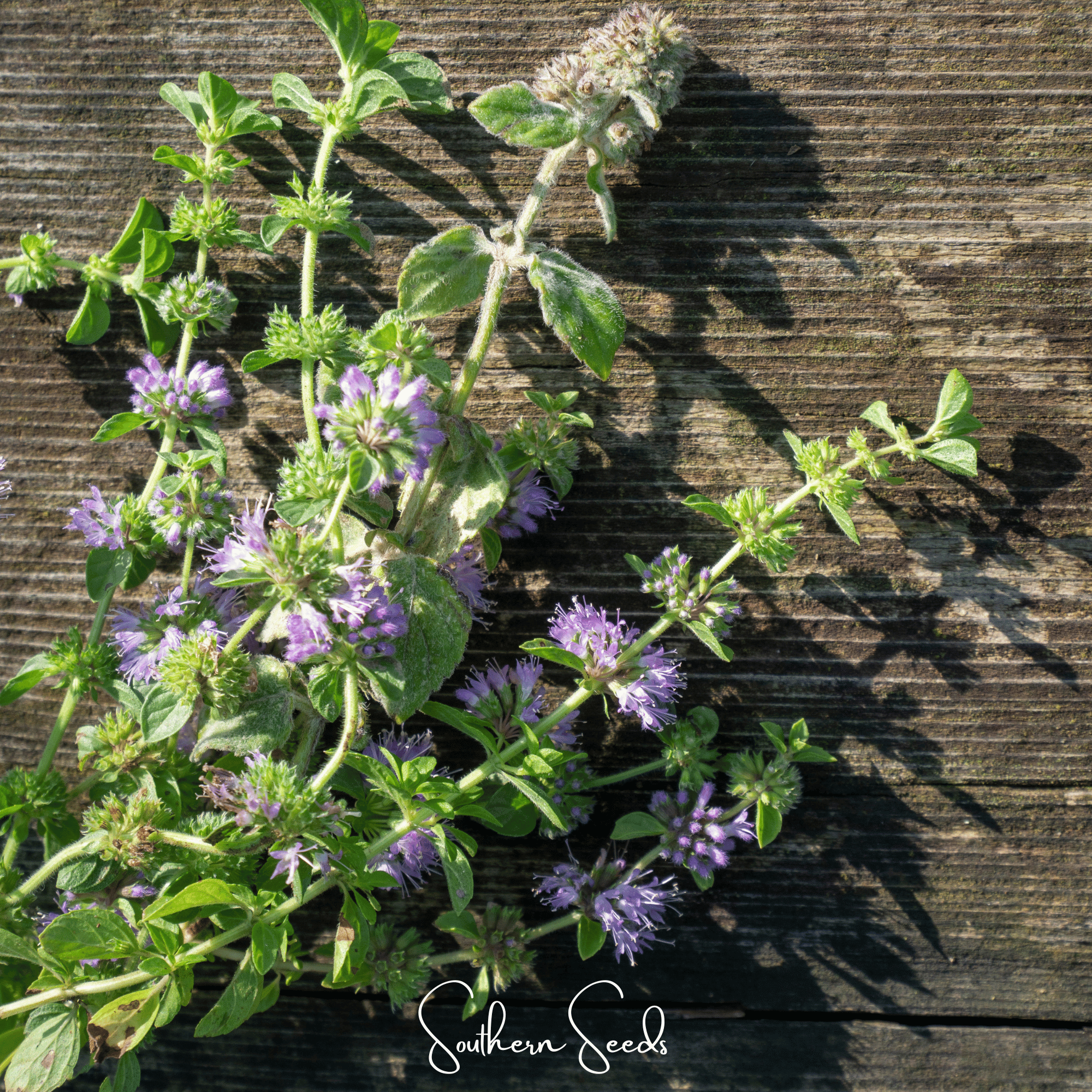 Pennyroyal – 100 Seeds