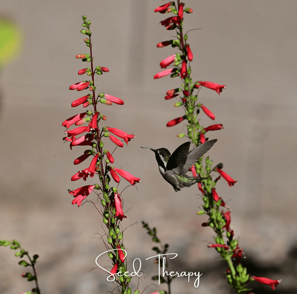 Firecracker Penstemon – 100 Seeds
