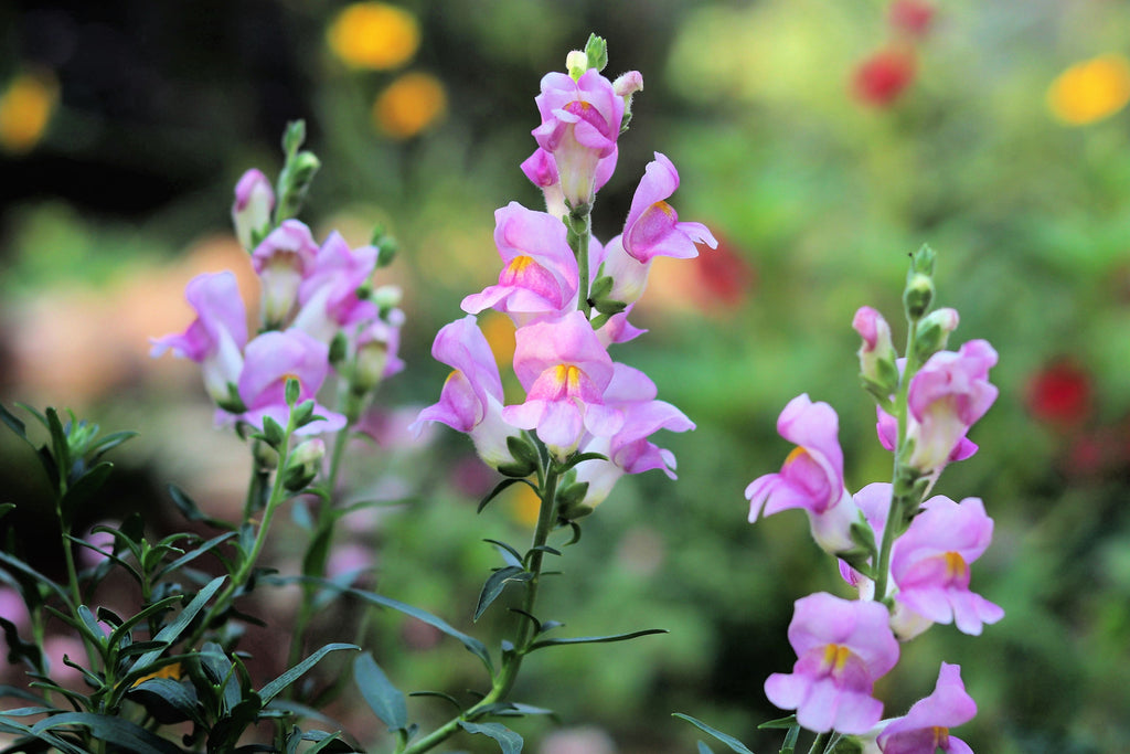 250 NATIVE MIX Beardtongue PENSTEMON Grandiflorus, Strictus, Cobaea, Palmeri, Digitalis, Pallidus - Pink White Blue Purple Flower Seeds