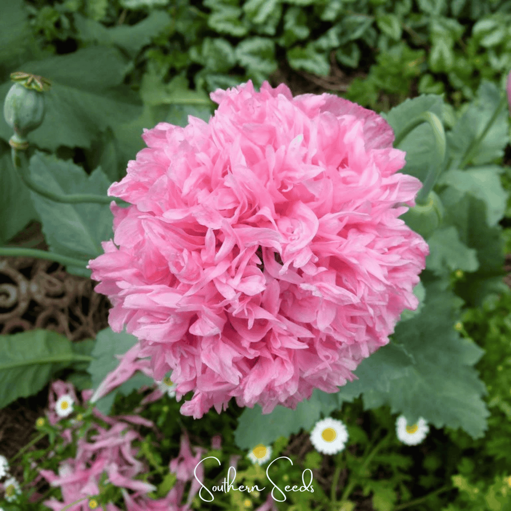 Poppy Rouse Pale Rose Peony Poppy – 100 Seeds – Nate's Garden Supply