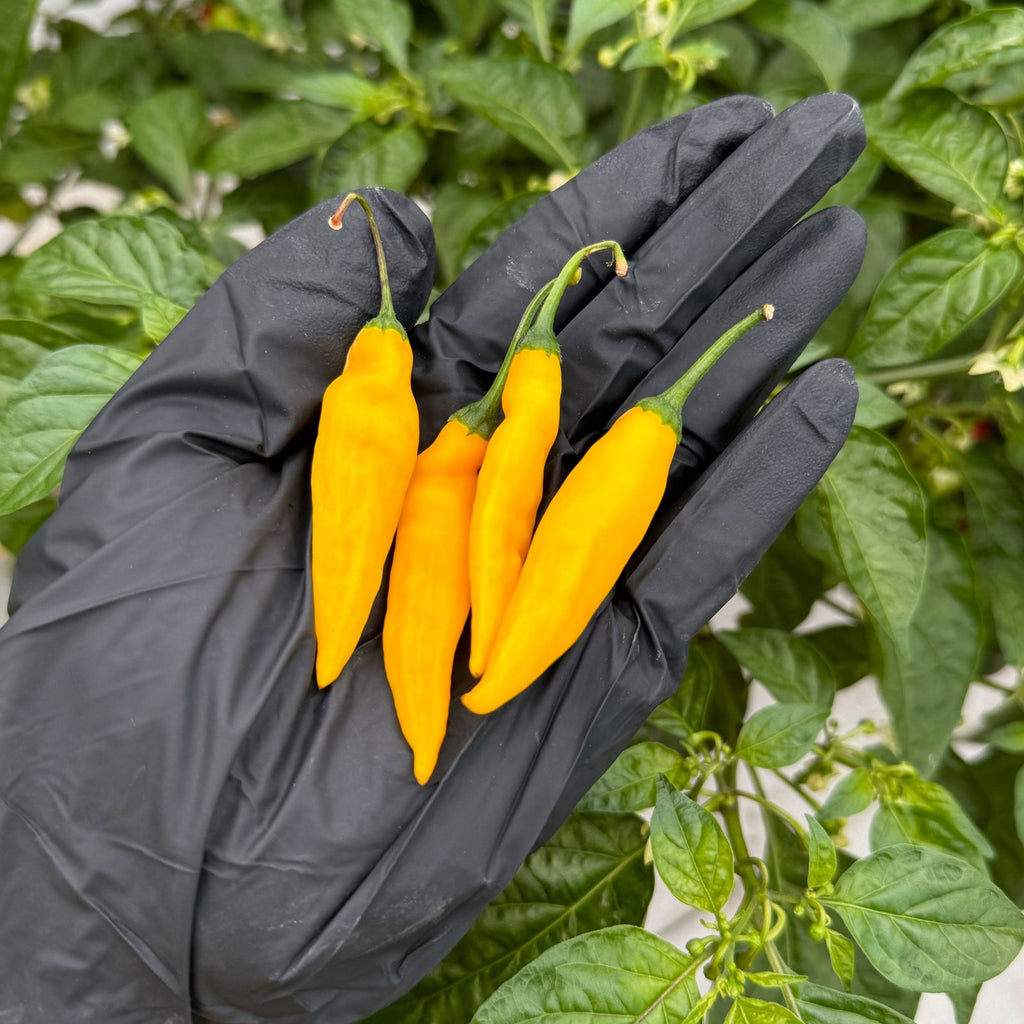 Lemon Drop (Aji Lemon) Pepper Seeds