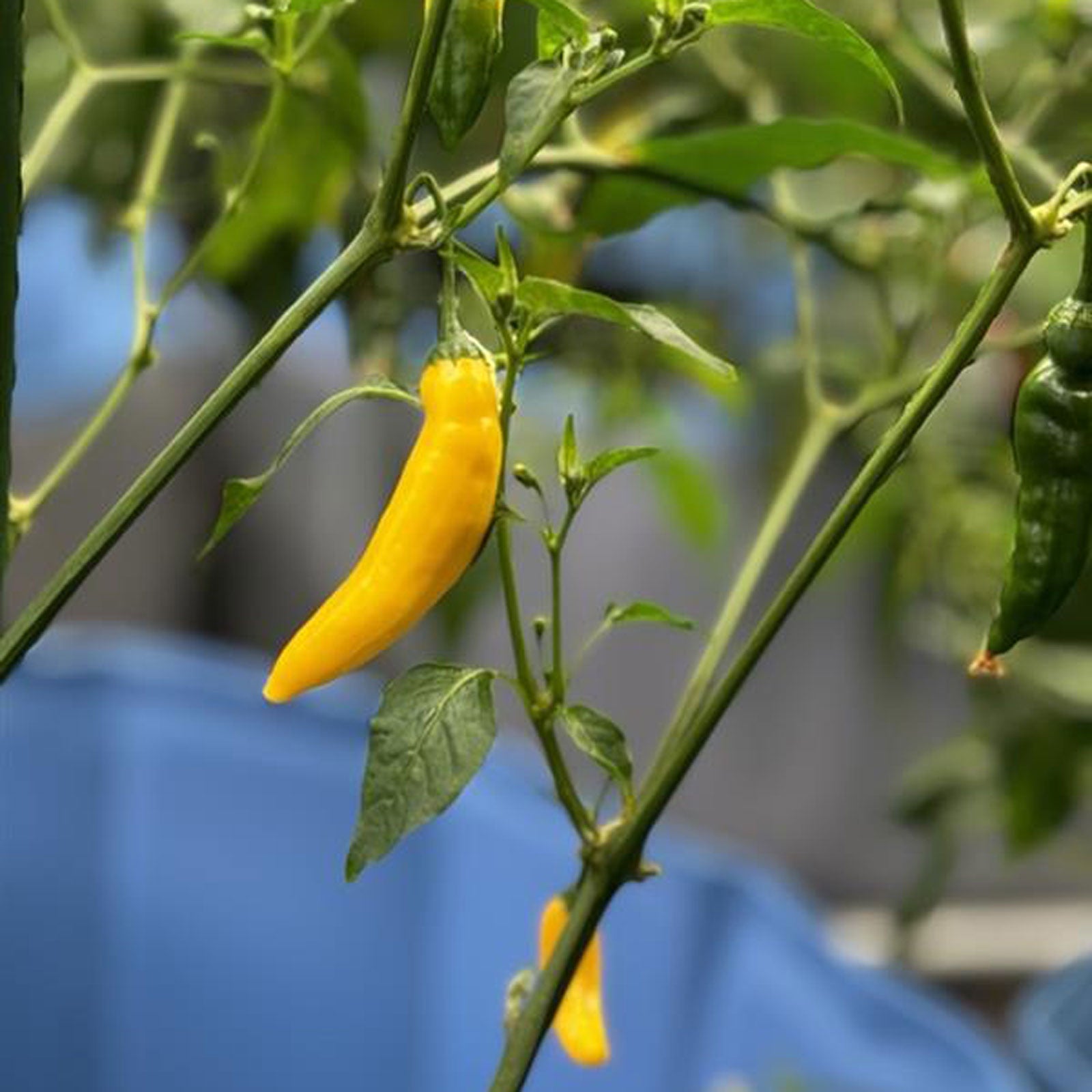 Lemon Drop (Aji Lemon) Pepper Seeds