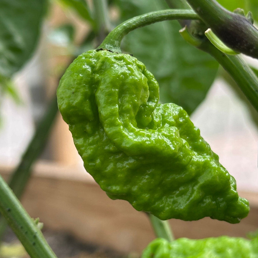 Apocalypse Scorpion Pepper Seeds