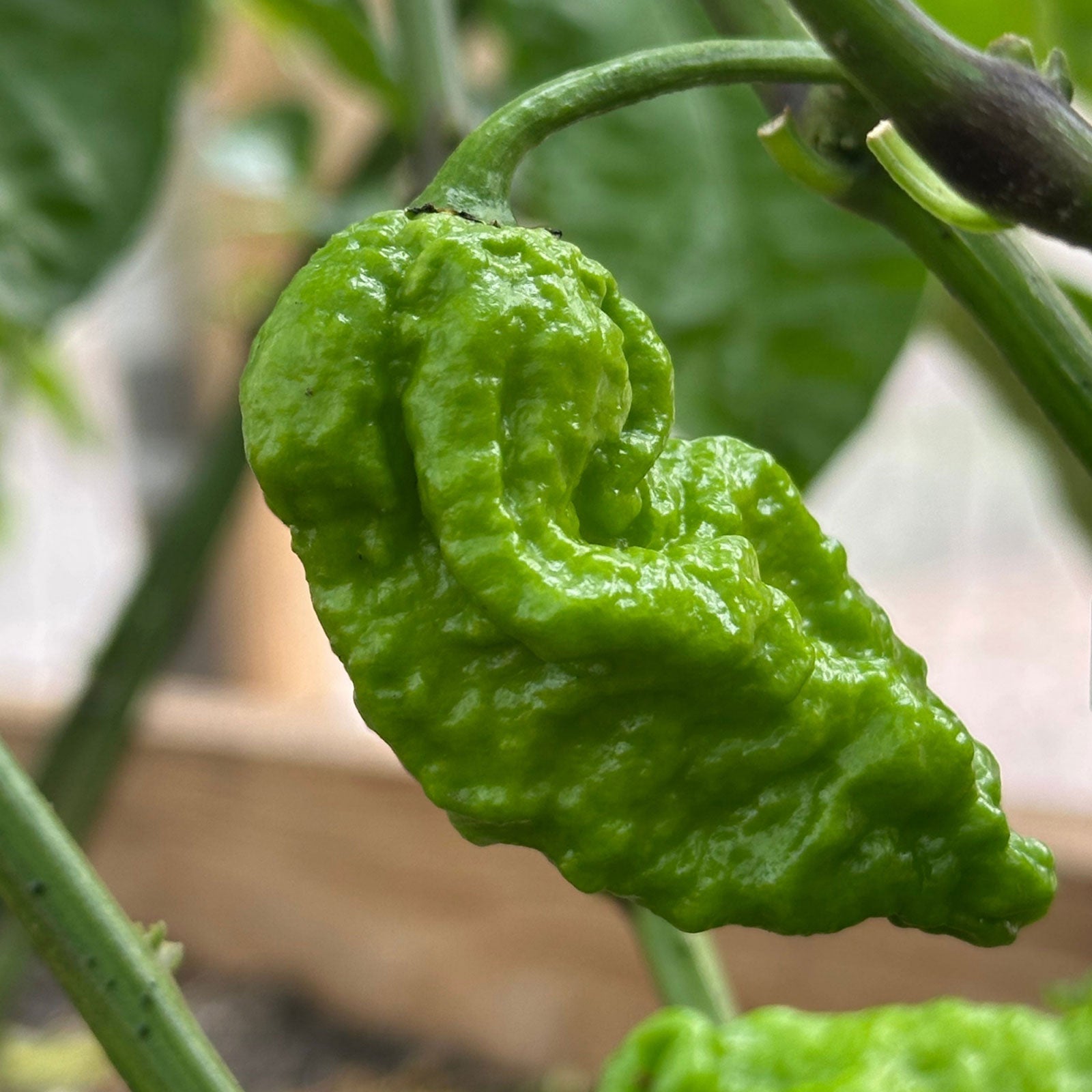Apocalypse Scorpion Pepper Seeds