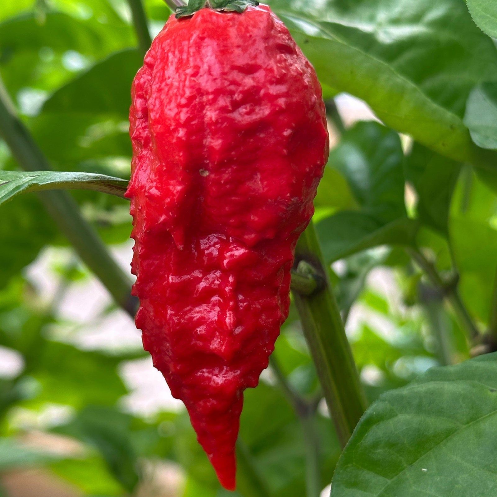 Apocalypse Scorpion Pepper Seeds