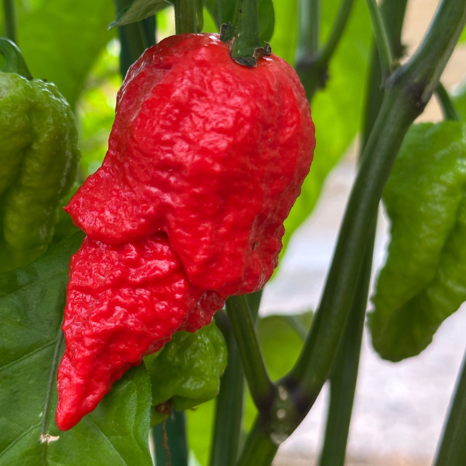 Apocalypse Scorpion Pepper Seeds
