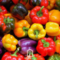 Rainbow Sweet Bell Pepper Seeds – Heirloom, Non-GMO, 25 Seeds, Vibrant Color Mix, Capsicum annuum, Crisp & Sweet