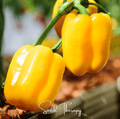 Sunbright Sweet Bell Pepper Seeds – Heirloom, Open Pollinated, Non-GMO, 30 Seeds, Bright Golden-Yellow, Capsicum annuum