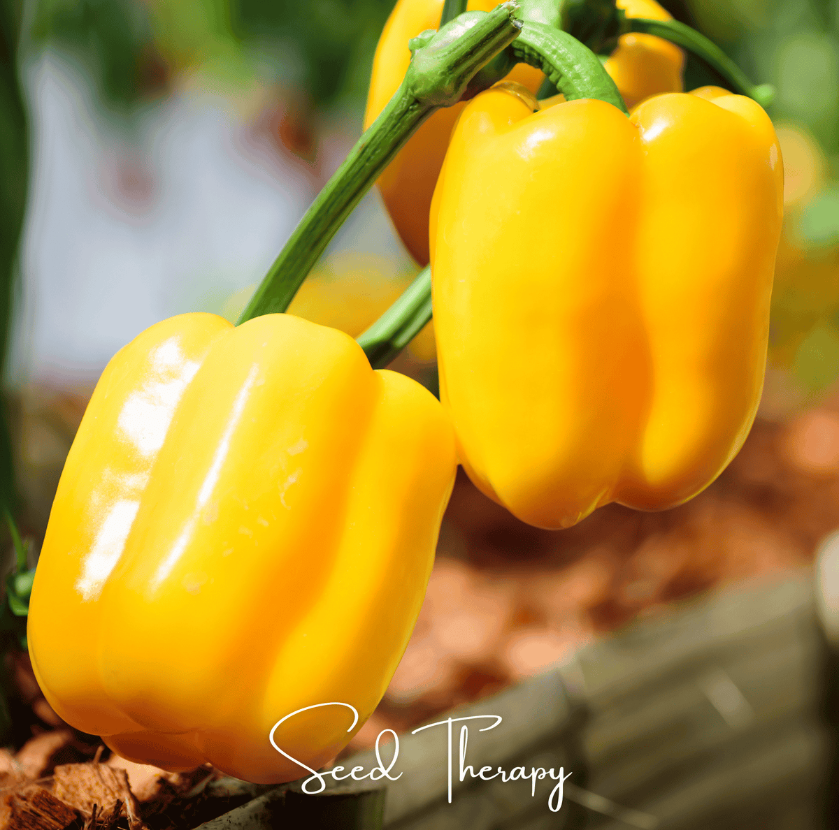 Sunbright Sweet Bell Pepper Seeds – Heirloom, Open Pollinated, Non-GMO, 30 Seeds, Bright Golden-Yellow, Capsicum annuum