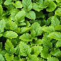 Mentha Peppermint Seeds