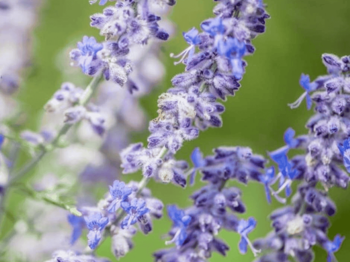 Perovskia 'Blue Jean Baby'