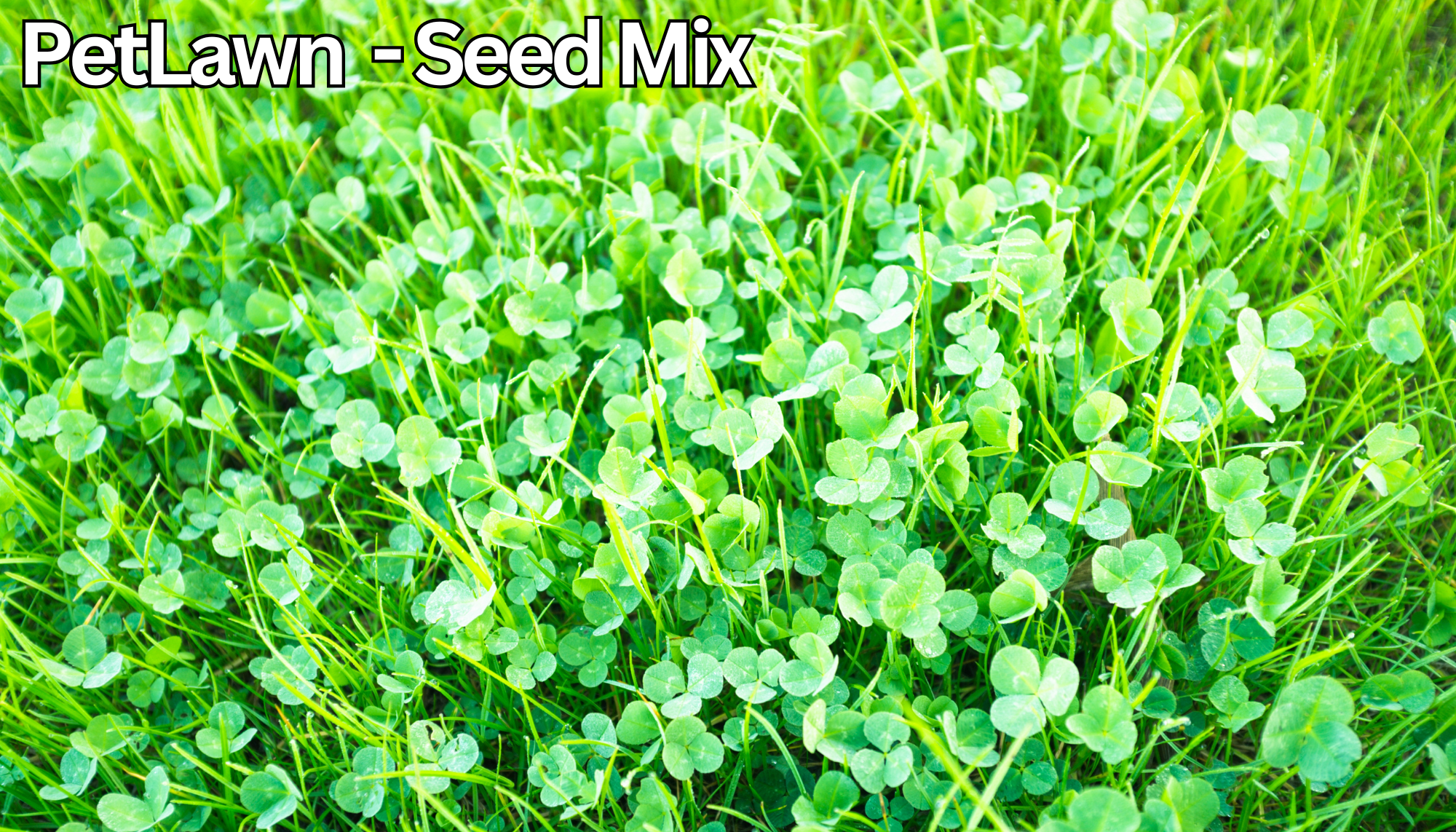 PetLawn™ Dog-Friendly Lawn Mix – Durable, Pet-Safe Grass & Clover Blend