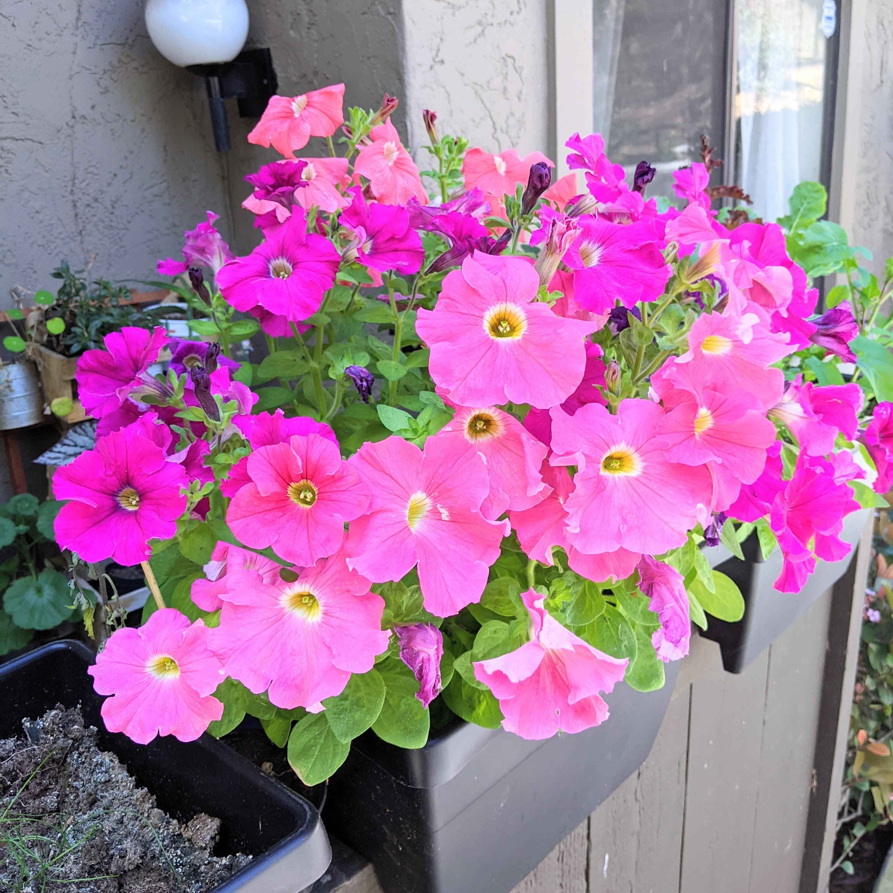 Petunia Seeds