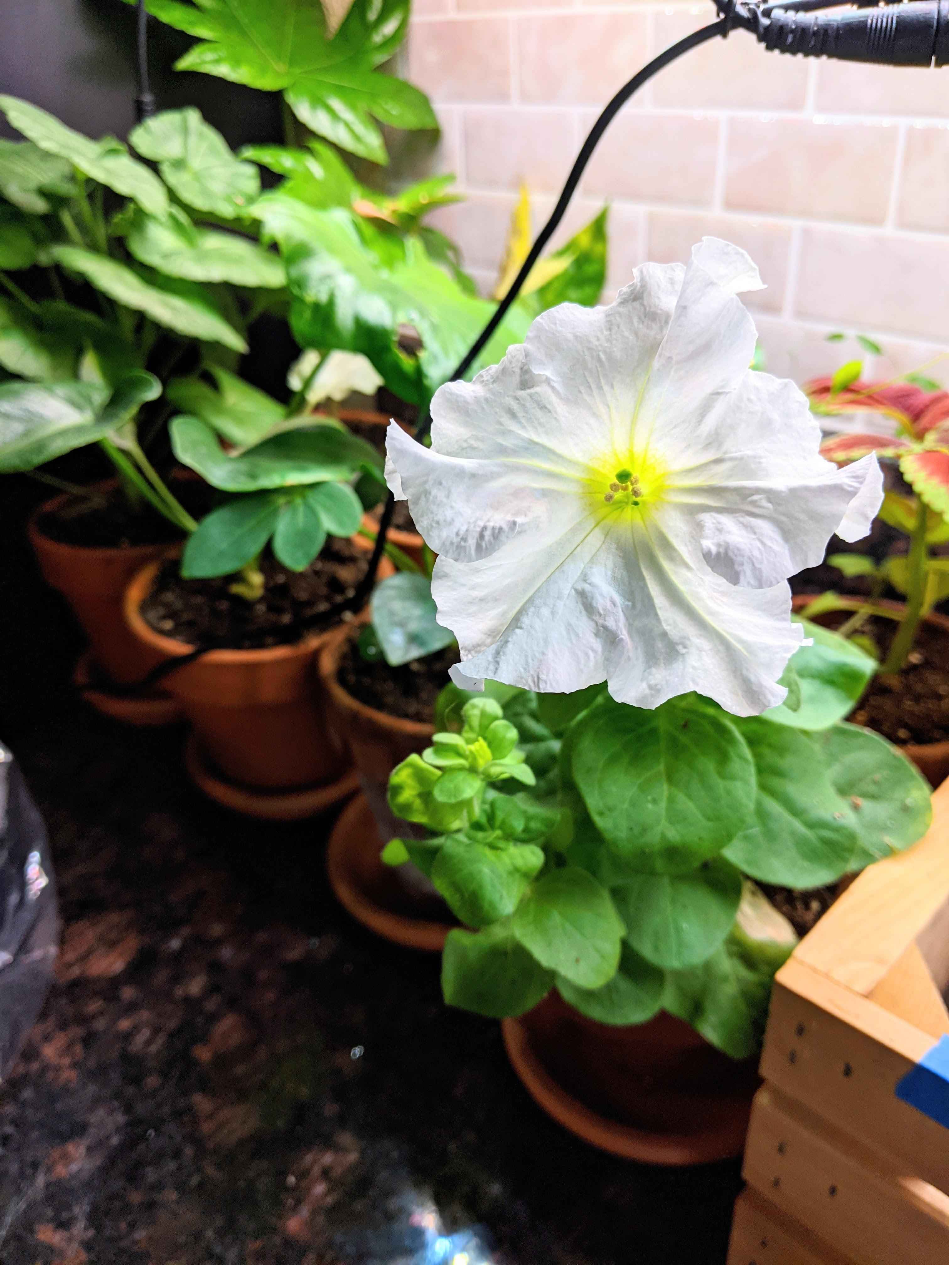 Petunia Seeds