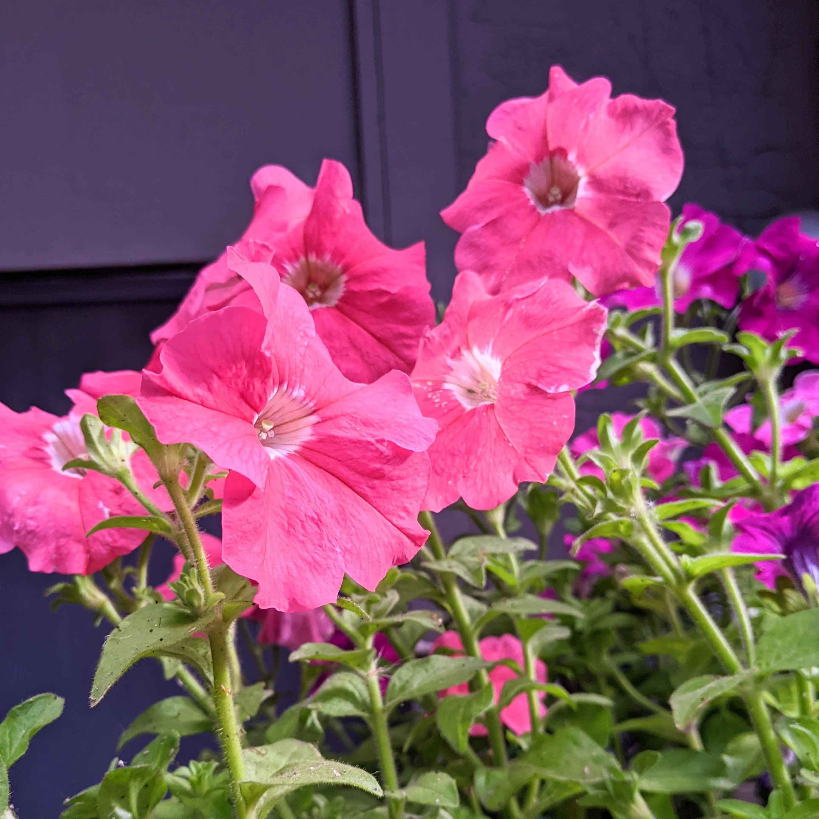 Petunia Seeds