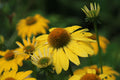 Canary Feathers Coneflower Live Plants – 3 Rooted Starters in 1 Qt Pots, Yellow Echinacea Perennial Flowers