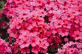 Opening Act Ultrapink Phlox Live Plants – 3 Rooted Starters in 1 Qt Pots, Bright Pink Perennial Flowering Plant
