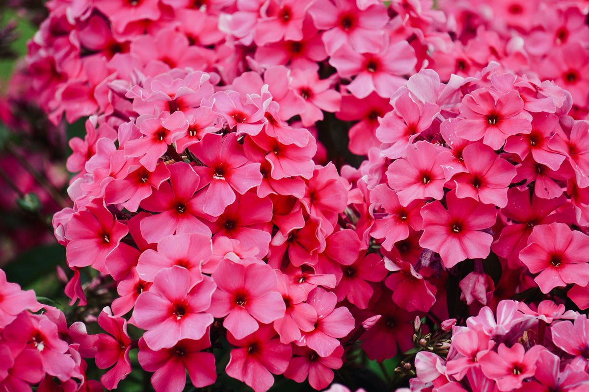 Opening Act Ultrapink Phlox Live Plants – 3 Rooted Starters in 1 Qt Pots, Bright Pink Perennial Flowering Plant