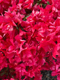 Encore® Autumn Embers® Reblooming Azalea Live Plant – Full Gallon Pot – Rhododendron 'Conleb'