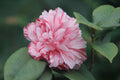 Tri Color Camellia Live Starter Plant - Camellia japonica Pink Red White Evergreen Shrub