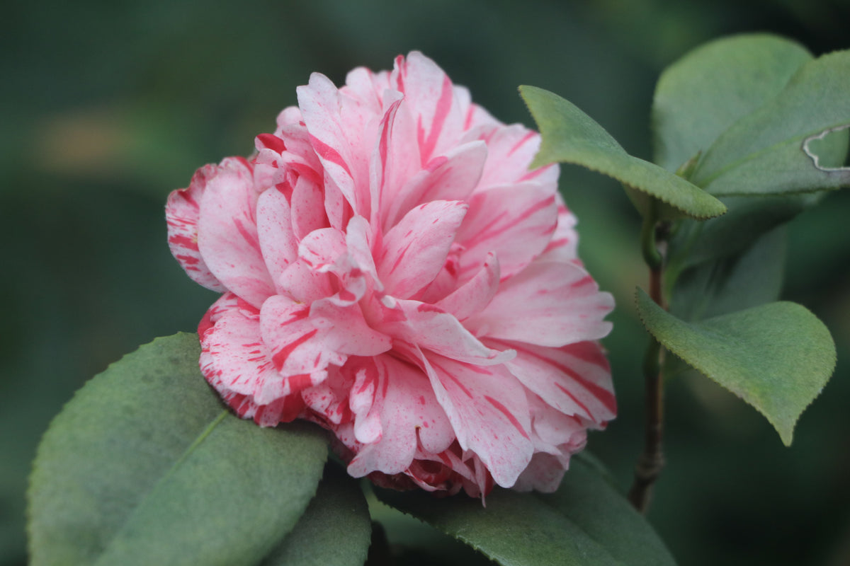 Tri Color Camellia Live Starter Plant - Camellia japonica Pink Red White Evergreen Shrub