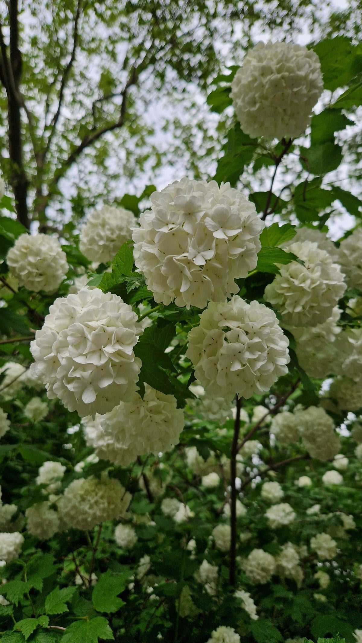 Annabelle Snowball Hydrangea Live Plants – 2 Rooted Starters in 1 Qt Pots, White Flowering Shrubs, Hydrangea arborescens