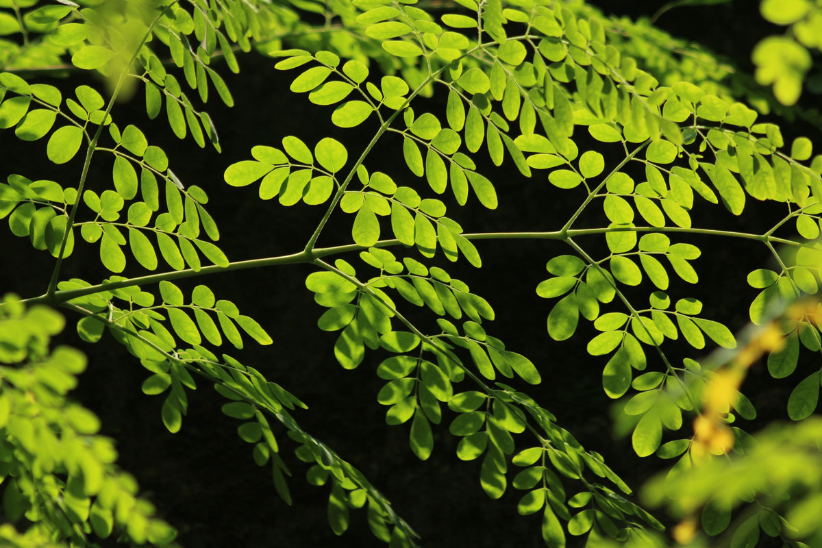 Live Moringa Oleifera Tree of Life Starter Plant – 8 Inch Rooted Tropical Food Forest Plant